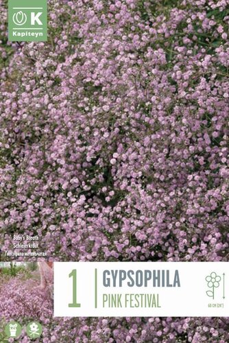 Gypsophila Pink Festival