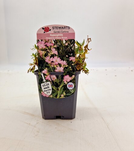 Gypsophila Repens Filou Rose 9cm