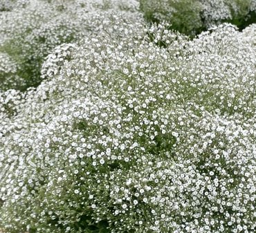 Gypsophila Summer Sparkles 3 litre