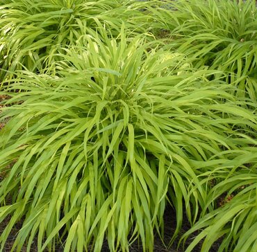 Hakonechloa 'All Gold' 3 Litre