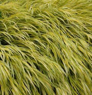 Hakonechloa 'Aureola' 3 Litre