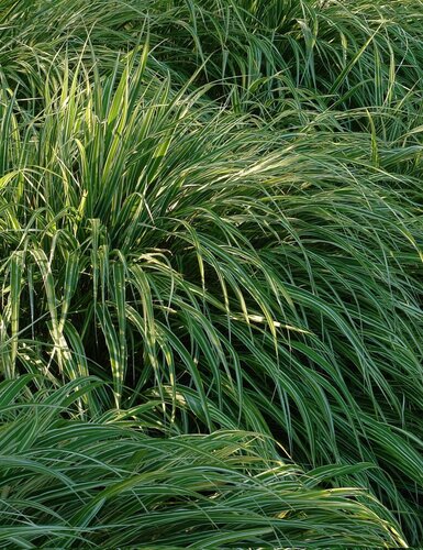 Hakonechloa Samurai 3 Litre