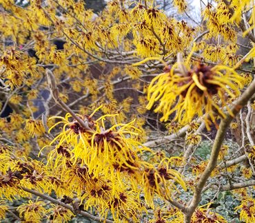 Hamamelis Mollis 3 litre