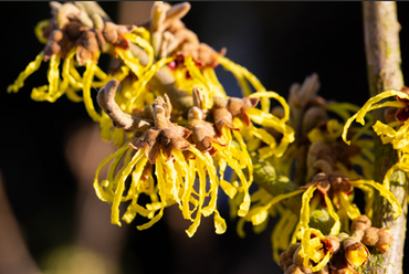 Hamamelis Mollis Jermyns Gold 3 litre