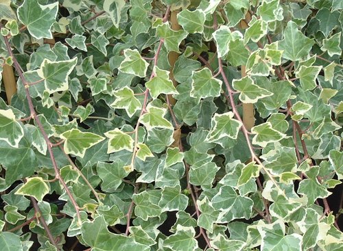 Hedera Glacier 1.5m on Trellis 20 Litre