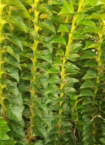 Hedera helix Erecta 2 Litre