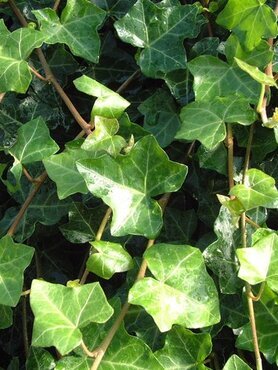 Hedera Helix Green Ripple (Ivy) 3 Litre