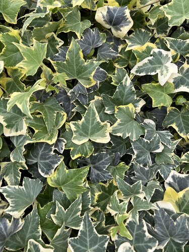 Hedera (Ivy) Mixed 10.5cm