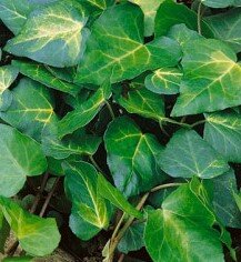 Hedera Sulphur Heart (Ivy) 3 Litre