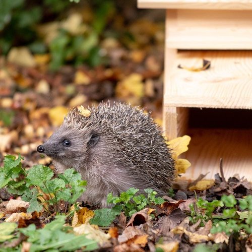 Hedgehog House Pine National Trust - image 1