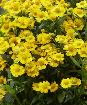 Helenium Lemon Sundae 3 Litre