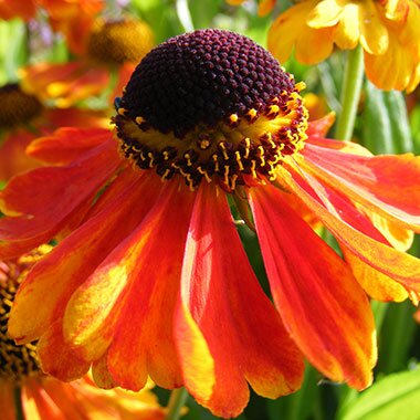 Helenium Mardi Gras 2 Litre