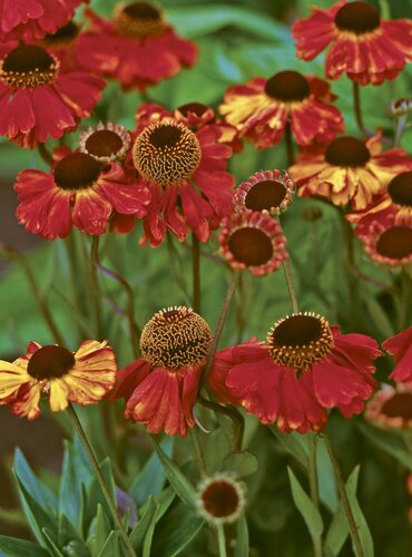 Helenium Sahins Early Flowerer 2 Litre