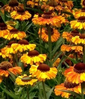 Helenium Short 'n' Sassy 2 litre