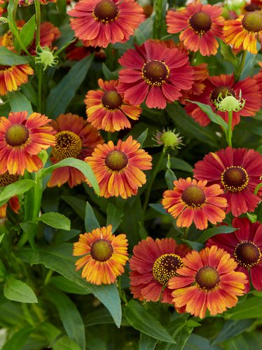 Helenium Strawberry Sundae 3 Litre