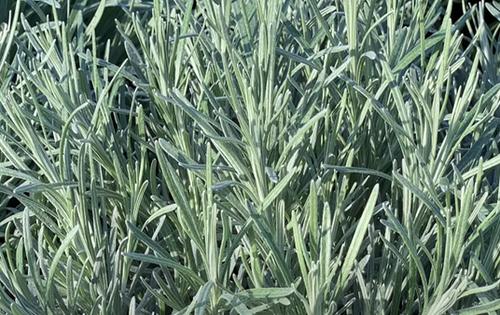 Helichrysum Icicles 3 Litre