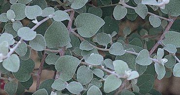 Helichrysum Silver Plug