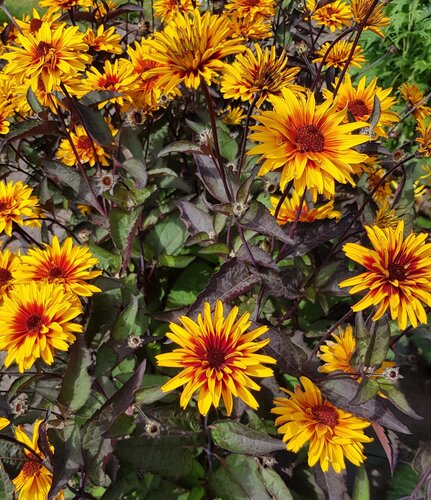 Heliopsis Funky Spinner 2 Litre