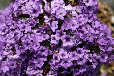 Heliotrope Nautilus Blue 2 Litre