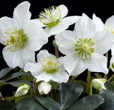 Hellebore Christmas Carol 13cm