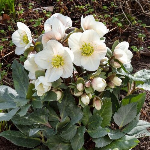 Hellebore Frosty 4.5 litre