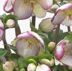 Hellebore Glenda's Gloss 2 Litre