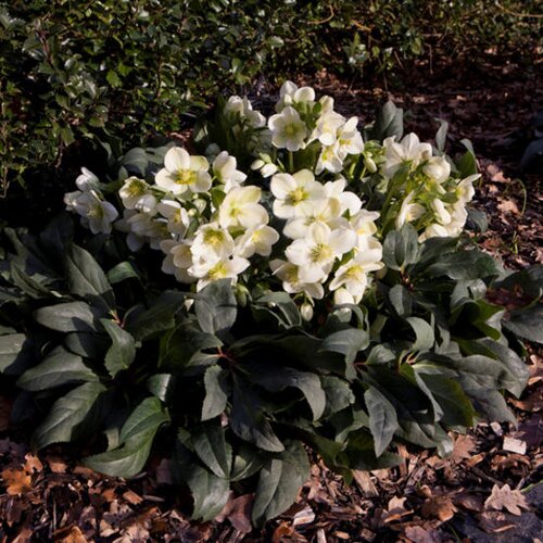 Hellebore Ice Breaker Max 2 Litre