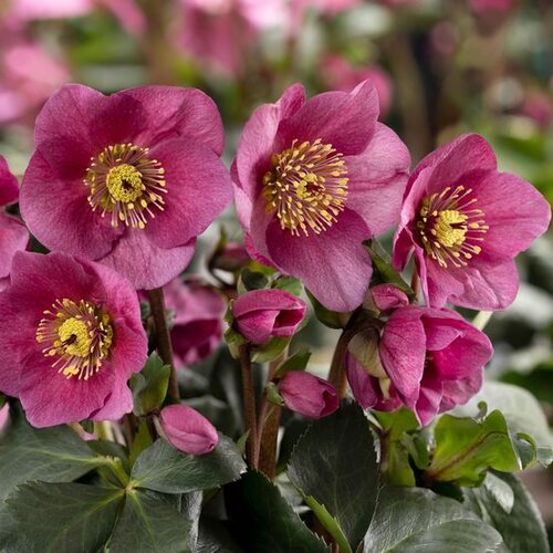 Hellebore Ice Breaker Ruby 2 Litre