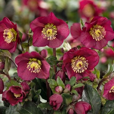 Hellebore Ice 'n' Roses Benotta 2 Litre