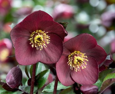 Hellebore Ice 'n' Roses Brunello 2 Litre