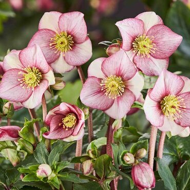 Hellebore Ice 'n' Roses Carlotta 2 Litre