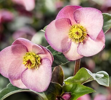 Hellebore Ice N Roses Early Rose 4.5 Litre