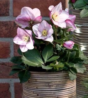 Hellebore Liara 2 Litre