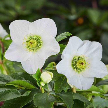 Hellebore Lisann 2 Litre