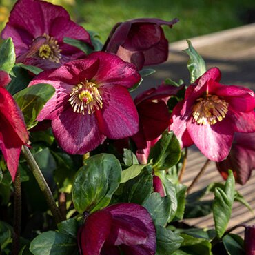 Hellebore Mary Marble 4.5 Litre