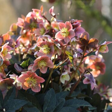 Hellebore Merlin 4.5 litre