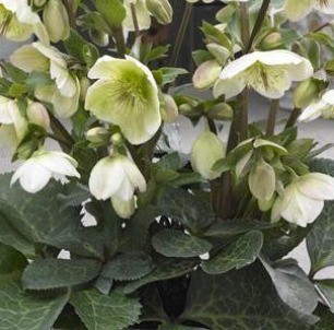 Hellebore Molly's White 2 Litre