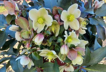 Hellebore Monte Christo 4.5 litre