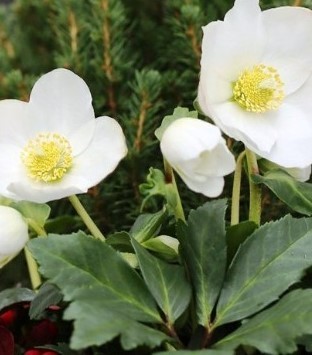 Hellebore niger Jasper 2 Litre