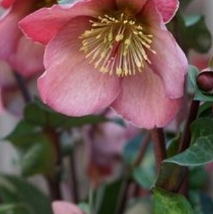 Hellebore Penny's Pink 2 Litre