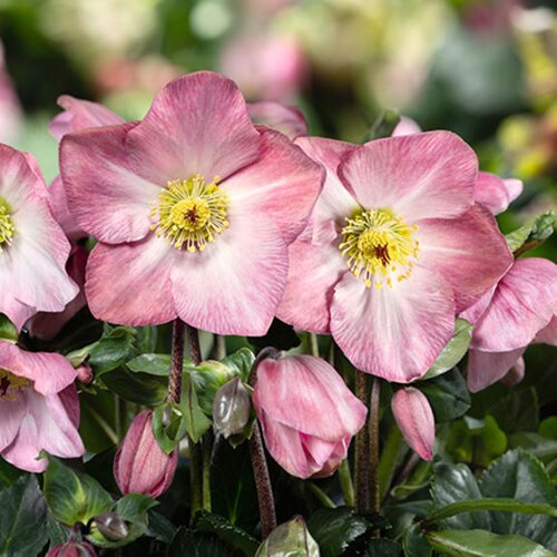 Hellebore Pink Promise 4.5 Litre