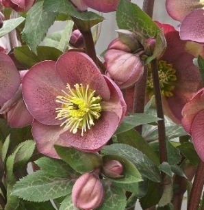 Hellebore Pippa's Purple 2 Litre