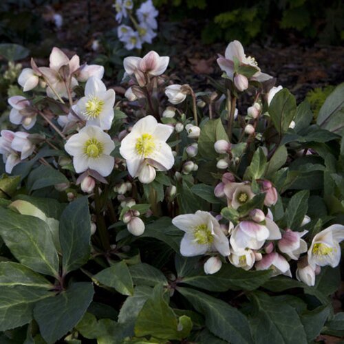 Helleborus Snow Dance 4.5 Litre