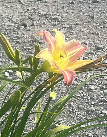 Hemerocallis (Day Lily) Pink Cream 3 Litre