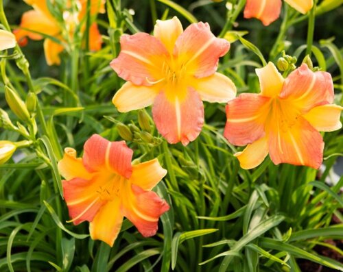 Hemerocallis (Day Lily) Punch Yellow 3 Litre