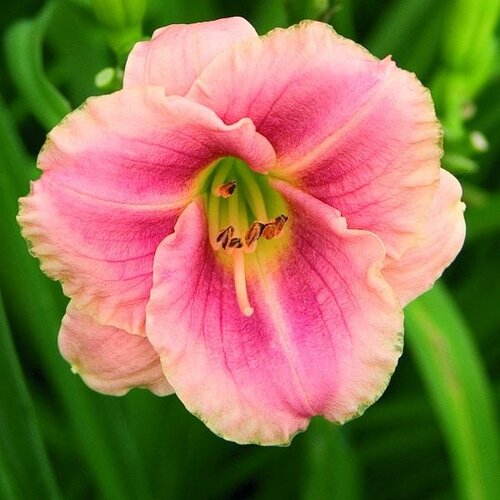 Hemerocallis (Day Lily) Rose 3 Litre