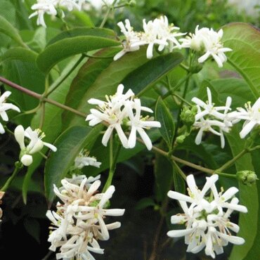 Heptacodium miconioides 7.5 Litre