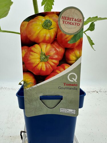 Heritage Tomato Gourmandia 10cm - image 1