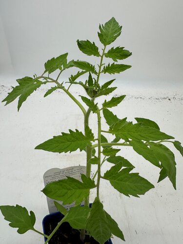 Heritage Tomato Gourmandia 10cm - image 2