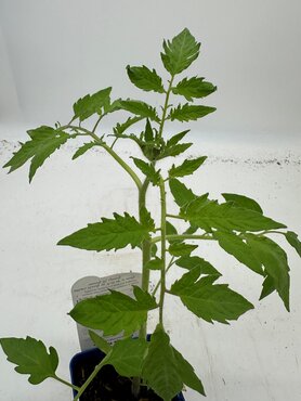 Heritage Tomato Gourmandia 10cm - image 2